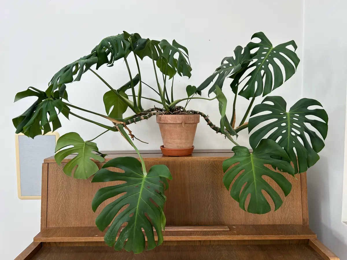 Kb Finger philodendron Stueplante fra Mette K p Resho...