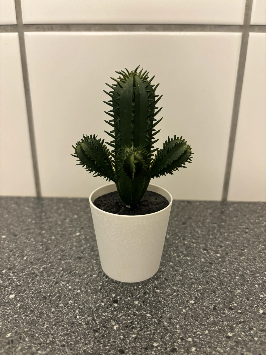 monstera deliciosa thai constellation kaufen Monstera